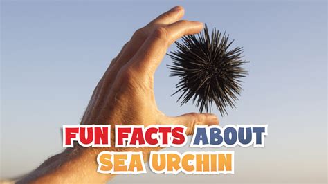 Sea Urchin Nutrition Facts at Nancy Hickman blog - habitat of sea urchin
