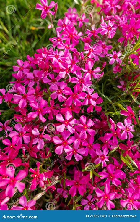 Creeping Phlox, Phlox Subulata, Also Known As The Moss Phlox. Royalty ...