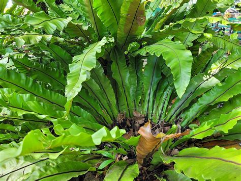 Buy S. D ENTERPRISE All Time Bird Nest Fern/Asplenium nidus Live Plant ...