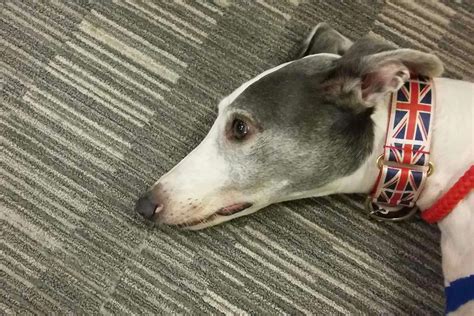 Dehydrated in Dogs - Definition, Cause, Solution, Prevention, Cost