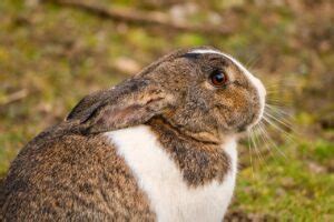 Image result for Python Removal Rabbits