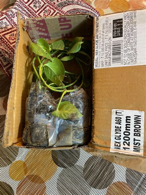 Yotova Fresh Live Money Plant for office desk balcony terrace garden ...