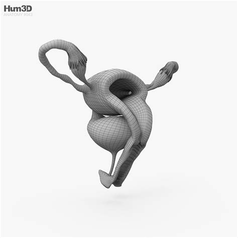 Image result for Female Reproductive System Animation