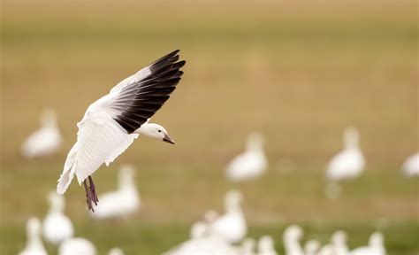 Snow Goose Numbers 的图像结果