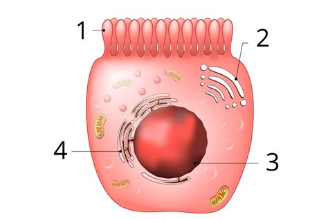 Cell shape and size — task. Science CBSE, Class 9.