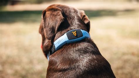 I’ve seen the new AI collar that lets your dog talk, and it’s as wild ...
