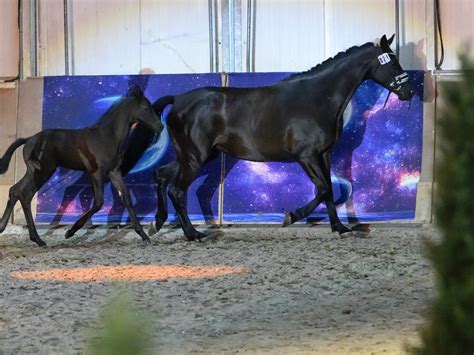 Mare performance test at the Bernstein Riders