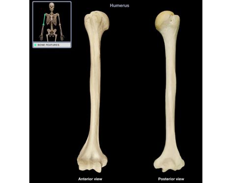 Humerus Bone Markings Quiz
