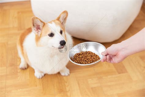 使用狗粮盆给宠物喂食高清图片下载-正版图片502360161-摄图网