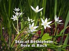 fiori d bach fiori di bach of bethlehem fioridibach fiori d bach fiori di bach of bethlehem fioridibach