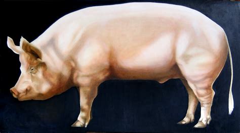 Huge Pig by Lee Rudd | Pig, Fat pig, Animals and pets