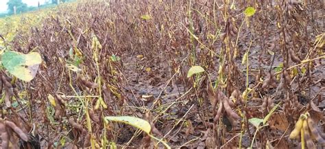 Mandsaur: Unseasonal rain damages crop; MLA Yashpalsingh Sisodia ...