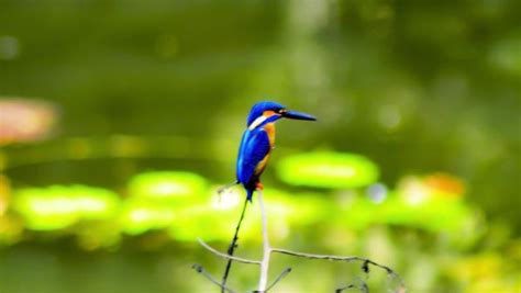 "King Fisher": Yellow Green Photography by Vaibhav Kadam | ArtZolo.com
