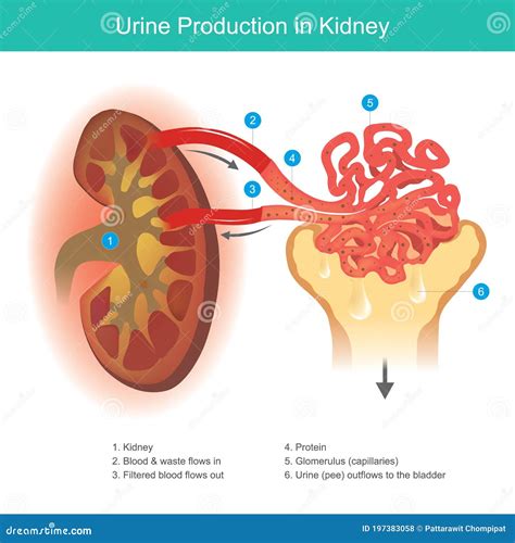 Urine Production in Kidney. Illustration Explain the Kidney Function To Filter Waste from the ...