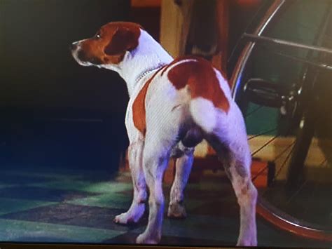 The The Mask (1994) the dog that played Milo was not neutered : r ...