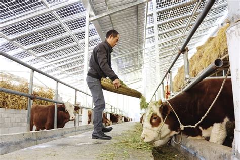怎样养牛，牛的养殖方法和步骤