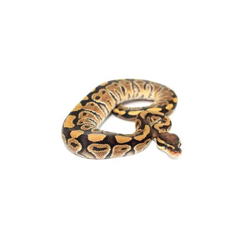 Image result for Python Regius Repas