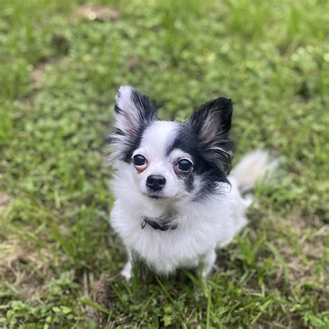 Laney - 15/10 Foundation