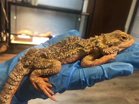 Bearded Dragon Care Guide