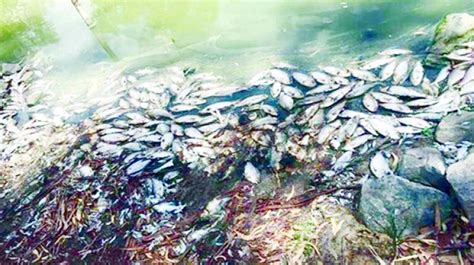 ਆਸਟ੍ਰੇਲੀਆ 'ਚ ਲੱਖਾਂ ਮੱਛੀਆਂ ਦੇ ਮਰਨ ਨਾਲ ਵਿਗੜਿਆ ਵਾਤਾਵਰਣ ਸੰਤੁਲਨ