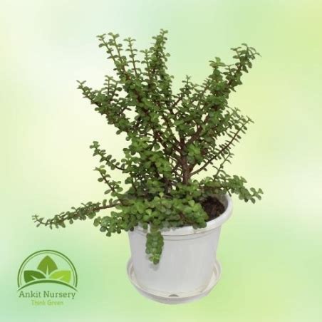 Jade Plant|₹171.00|Ankit Nursery