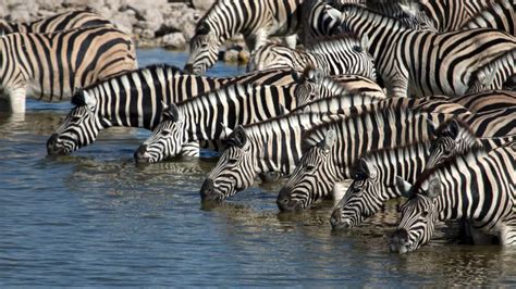 The Top 6 Greatest Animal Migrations In Africa You Shouldn’t Miss