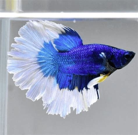White Blue betta | FRESHWATERAQUATICA