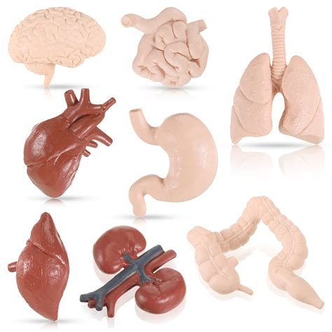Buy Yinkin 8 Pcs Human Body Model for Kids Mini Body Parts Sets Human ...