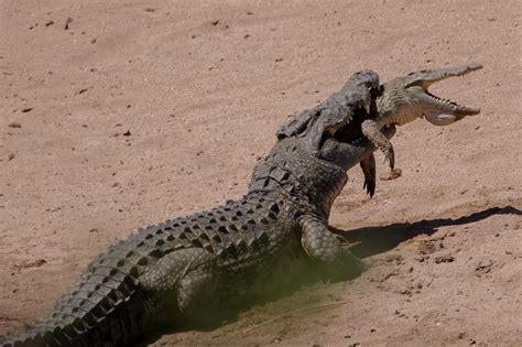 What Eats Crocodiles