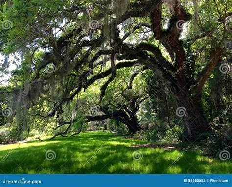 Oak Plantation South Carolina