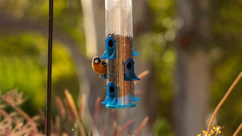 Tips for feeding peanuts to birds