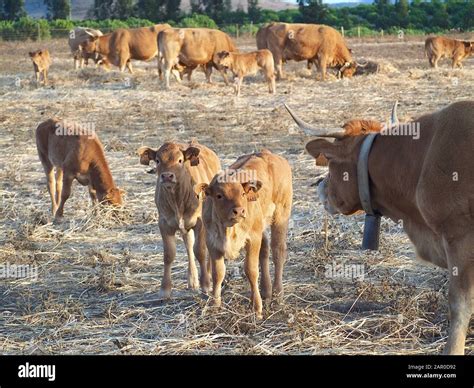 Cattle - Brown cows with calves on a field Stock Photo - Alamy