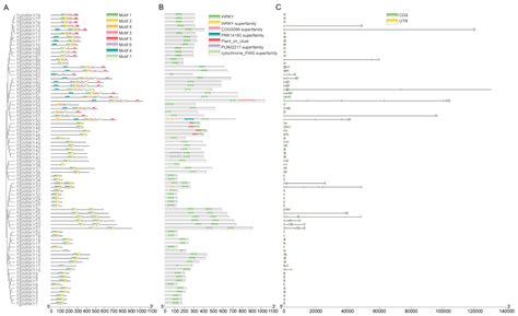 Genome and Transcriptome Analysis of the Torreya grandis WRKY Gene ...