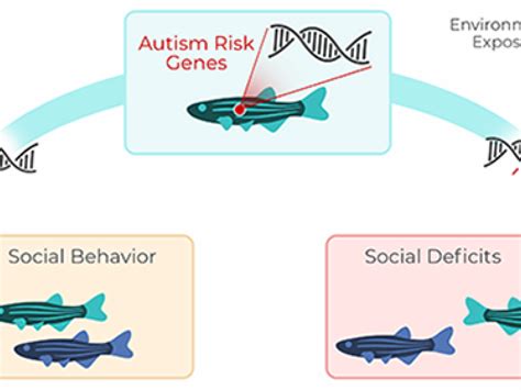 Unveiling The Development Of Social Behavior In Young Zebrafish
