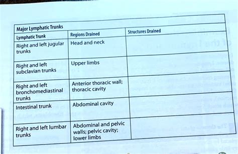 Image result for Lymph trunk Lymphatic System