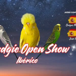 Budgie Open Show 2024, CNEMA, Cartaxo, 30 November 2024 | AllEvents