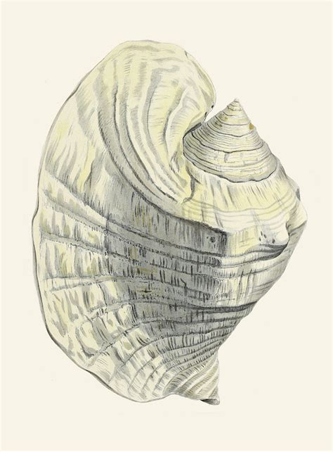 Image result for German Shells