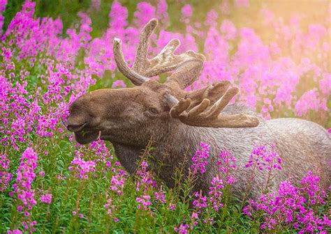 LOFOTEN INSIGHT (2025) All You Need to Know BEFORE You Go (with Photos ...