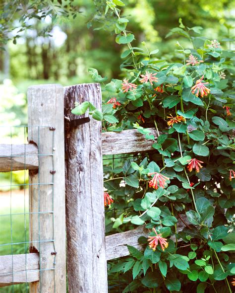 Honeysuckle Vines Fence