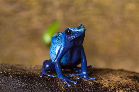 Blue Dart Frog