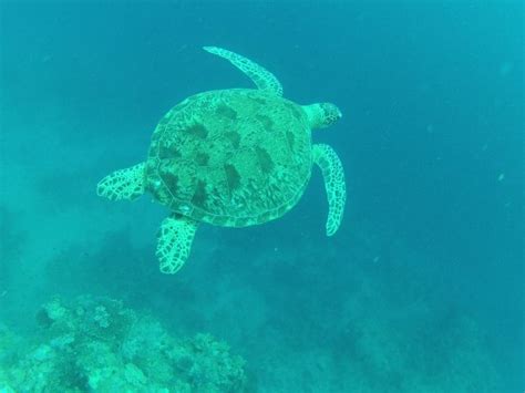 Mayotte Ocean (Dzaoudzi) - 2022 What to Know Before You Go (with Photos ...