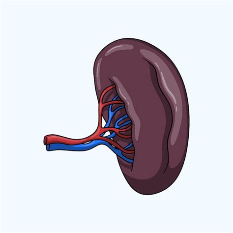 Menschliche Niere Bilder - Kostenloser Download auf Freepik