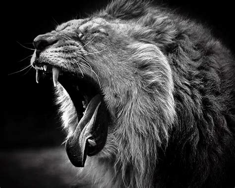 Download Black And White Lion Wallpaper | Wallpapers.com