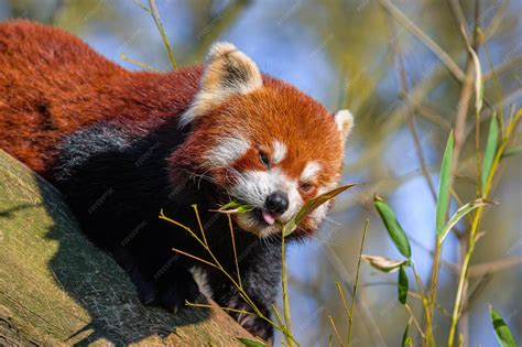 Premium Photo | Young red pandas eating bamboo portrait of a panda ...
