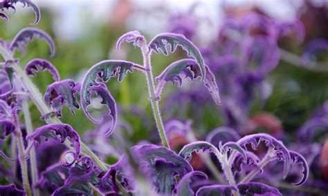 What Does The Color Purple Mean Spiritually? Color Experts Explain | Flipboard