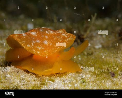 First time reported in cyprus hi-res stock photography and images - Alamy