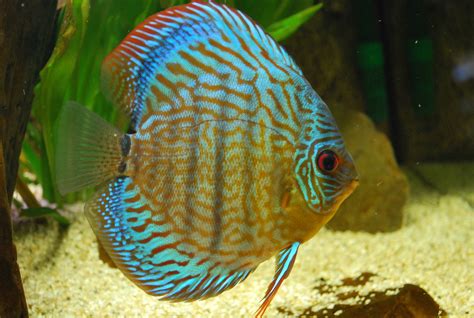 Image result for Discus Fish Facts