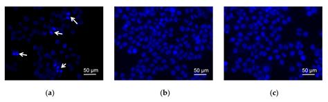 Anthracycline Dutomycin | Encyclopedia MDPI