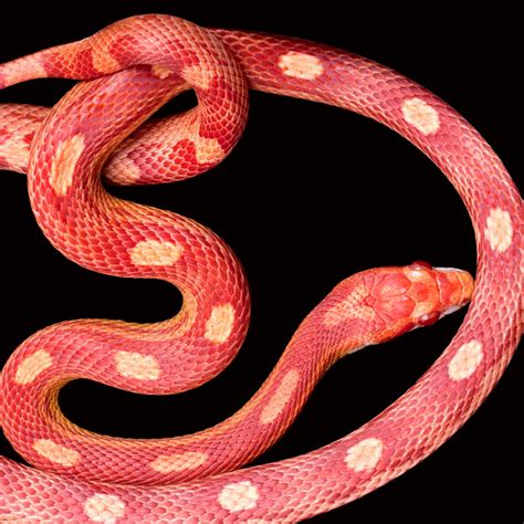 Pink Corn Snake