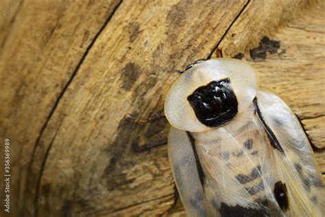 Image result for Large Cockroach